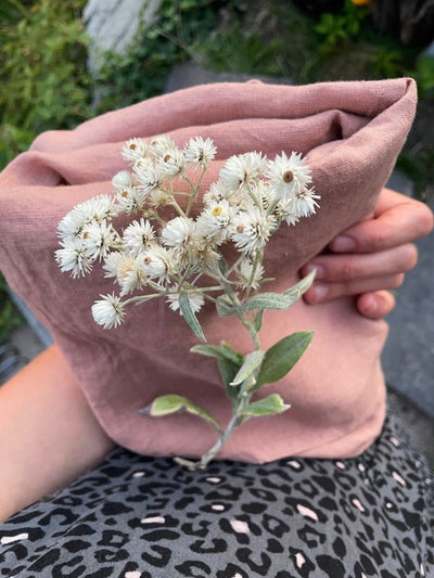 Wildbloom Fastvikle, Apricot Blush