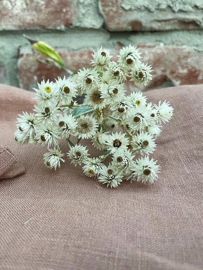 Wildbloom Fastvikle, Apricot Blush
